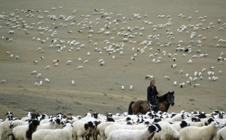 Are You In The Herd, Or In The Fold?