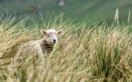 The Ministry of Seeking the Lost Sheep