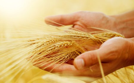 No Tithing: In the Age of Grace