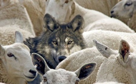 Self Proclaimed Prophets Make a Mockery of Gods Gift