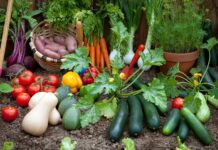 Great Tips on How To Set Up a Vegetable Garden